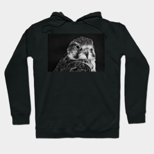 Saker Falcon Intimate Portrait Hoodie